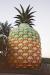 (c) Copyright - Raphael Kessler 2011 - Big Pineapple