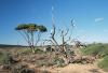 (c) Copyright - Raphael Kessler 2011 - Bottle Tree