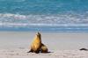 (c) Copyright - Raphael Kessler 2011 - Australia - Kangaroo Island Seal