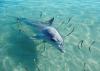 (c) Copyright - Raphael Kessler 2011 - Australia - Monkey Mia friendly wild dolphins