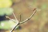 (c) Copyright - Raphael Kessler 2011 - Kakadu - Dragonfly