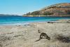(c) Copyright - Raphael Kessler 2011 - Australia - Cape Le Grand - Friendly wallaby