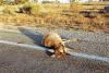 (c) Copyright - Raphael Kessler 2011 - Roadkill Red Kangaroo