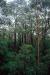 (c) Copyright - Raphael Kessler 2011 - Australia - Karri trees (red tingles) large trees