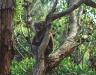(c) Copyright - Raphael Kessler 2011 - Australia - Kangaroo Island Koala