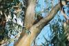 (c) Copyright - Raphael Kessler 2011 - Australia - Kangaroo Island Koala