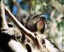 (c) Copyright - Raphael Kessler 2011 - Australia - Kangaroo Island Koala