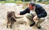 (c) Copyright - Raphael Kessler 2011 - Australia - Kangaroo Island Kangaroo