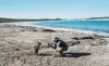 (c) Copyright - Raphael Kessler 2011 - Australia - Cape Le Grand - Friendly wallaby