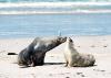 (c) Copyright - Raphael Kessler 2011 - Australia - Kangaroo Island Seal