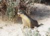 (c) Copyright - Raphael Kessler 2011 - Australia - Kangaroo Island Seal