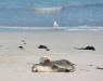 (c) Copyright - Raphael Kessler 2011 - Australia - Kangaroo Island Seal