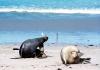 (c) Copyright - Raphael Kessler 2011 - Australia - Kangaroo Island Seal