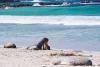 (c) Copyright - Raphael Kessler 2011 - Australia - Kangaroo Island Seal