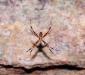 (c) Copyright - Raphael Kessler 2011 - Kakadu - Spider