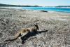 (c) Copyright - Raphael Kessler 2011 - Australia - Cape Le Grand - Friendly wallaby