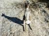 (c) Copyright - Raphael Kessler 2011 - Australia - Cape Le Grand - Friendly wallaby