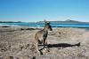 (c) Copyright - Raphael Kessler 2011 - Australia - Cape Le Grand - Friendly wallaby