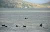 (c) Copyright Raphael Kessler 2011 - New Zealand - Otago Peninsula - Black swans