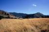 (c) Copyright - Raphael Kessler 2011 - New Zealand - Cornfield