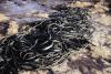 (c) Copyright Raphael Kessler 2011 - New Zealand - Catlins - kelp on shore