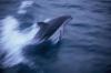 (c) Copyright Raphael Kessler 2011 - New Zealand - Kaikoura - Dusky dolphin