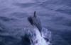 (c) Copyright Raphael Kessler 2011 - New Zealand - Kaikoura - Dusky dolphin