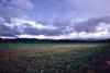 (c) Copyright Raphael Kessler 2011 - New Zealand - Field and sky