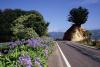 (c) Copyright Raphael Kessler 2011 - New Zealand - Otago Peninsula - Pineapple rock