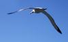 (c) Copyright Raphael Kessler 2011 - New Zealand - Otago Peninsula - Royal Albatross
