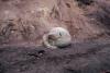 (c) Copyright Raphael Kessler 2011 - New Zealand - Moeraki Boulders - part buried