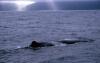 (c) Copyright Raphael Kessler 2011 - New Zealand - Kaikoura - Sperm whale