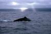 (c) Copyright Raphael Kessler 2011 - New Zealand - Kaikoura - Sperm whale fin
