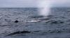 (c) Copyright Raphael Kessler 2011 - New Zealand - Kaikoura - Sperm whale