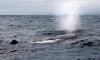 (c) Copyright Raphael Kessler 2011 - New Zealand - Kaikoura - Sperm whale spraying