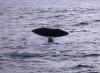 (c) Copyright Raphael Kessler 2011 - New Zealand - Kaikoura - Sperm whale tail