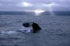 (c) Copyright Raphael Kessler 2011 - New Zealand - Kaikoura - Sperm whale tail