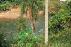 (c) Copyright - Raphael Kessler 2011 - Argentina - Iguacu Coati on tree