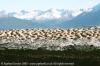 (c) Copyright - Raphael Kessler 2011 - Argentina - Ushuaia - Cormorants nests