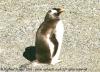 (c) Copyright - Raphael Kessler 2011 - Argentina - Ushuaia - Gentoo penguin