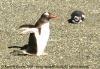 (c) Copyright - Raphael Kessler 2011 - Argentina - Ushuaia - Gentoo penguin