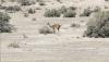 (c) Copyright - Raphael Kessler 2011 - Argentina - Peninsula Valdez - penguin and guanaco