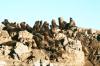 (c) Copyright - Raphael Kessler 2011 - Argentina - Ushuaia - Seal colony