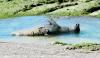 (c) Copyright - Raphael Kessler 2011 - Argentina - Peninsula Valdez - Seal shedding skin
