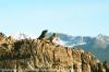 (c) Copyright - Raphael Kessler 2011 - Argentina - Ushuaia - Seals