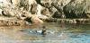 (c) Copyright - Raphael Kessler 2011 - Argentina - Ushuaia - Seals swimming