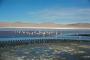 (c) Copyright - Raphael Kessler 2011 - Bolivia - Altiplano - Laguna Colorada (Red lake) flamingos