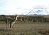 (c) Copyright - Raphael Kessler 2011 - Chile - Torres del Paine - Guanaco looking at the view