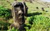 (c) Copyright - Raphael Kessler 2011 - Easter Island - Moai