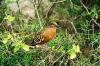 (c) Copyright - Raphael Kessler 2011 - Ecuador - Galapagos - Darwin finch